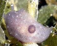 Photo: B. & S. Koretz, Eilat, June 2005; visit Sea Slugforum site of this species